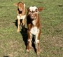 2024 Heifer and Bull calves from the heifer pen